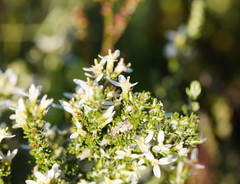 Olearia algida