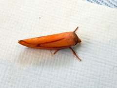 Wingia aurata