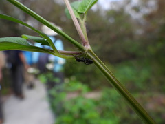 Camponotus novogranadensis