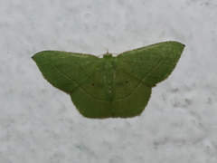 Phrudocentra vivida
