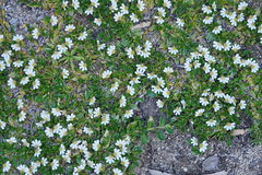 Scaevola hookeri