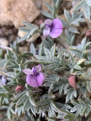Astragalus kentrophyta tegetarius