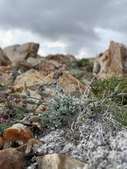 Astragalus kentrophyta tegetarius