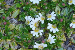 Scaevola hookeri