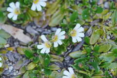 Scaevola hookeri