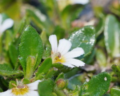 Scaevola hookeri