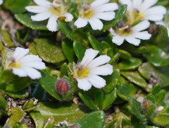 Scaevola hookeri