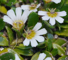 Scaevola hookeri