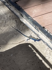 Cnemidophorus espeuti