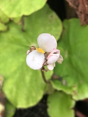 Begonia jaliscana