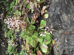 Begonia jaliscana