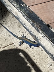 Cnemidophorus espeuti