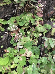 Begonia jaliscana
