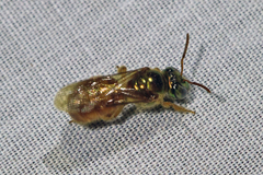 Megalopta genalis