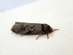 Philobota orescoa