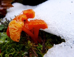 Hygrocybe constans