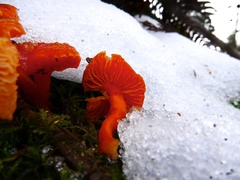 Hygrocybe constans