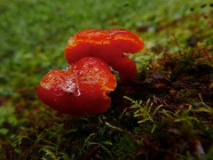 Hygrocybe constans