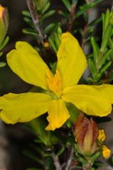 Hibbertia devitata