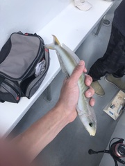 Malacanthus plumieri