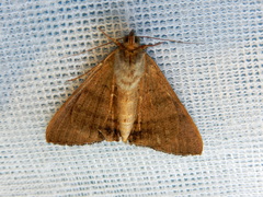 Oxyodes tricolor