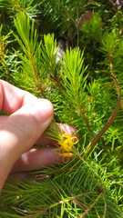 Persoonia chamaepitys