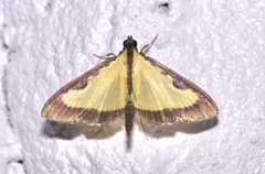 Goniorhynchus hampsoni