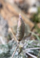 Oxytropis parryi