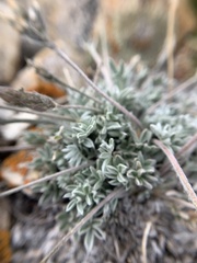 Oxytropis parryi