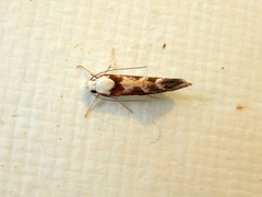 Lichenaula laniata