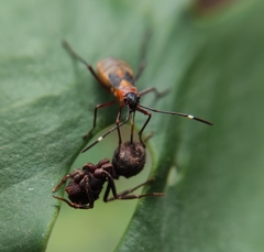 Dysdercus albofasciatus