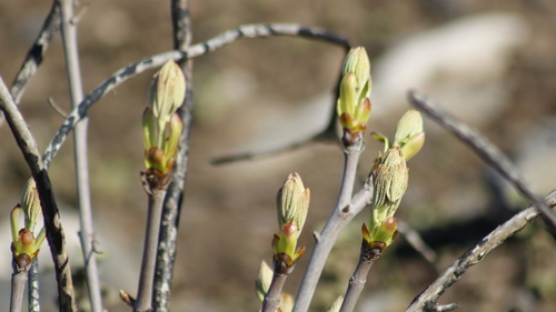 lower california buckeye