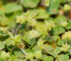 Hydrocotyle algida