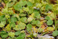 Hydrocotyle algida