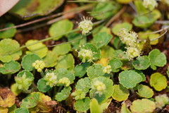 Hydrocotyle algida