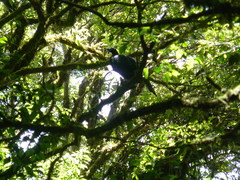 Chamaepetes unicolor