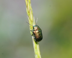 Aporocera viridis