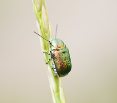 Aporocera viridis