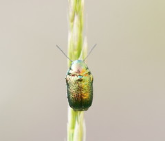 Aporocera viridis