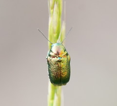 Aporocera viridis