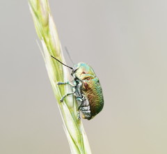 Aporocera viridis