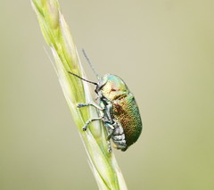 Aporocera viridis