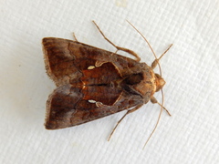 Chrysodeixis subsidens