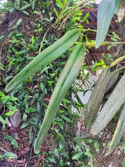 Cattleya purpurata