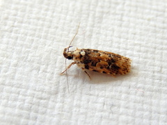 Ardozyga sodalisella
