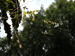 Dendrobium crumenatum