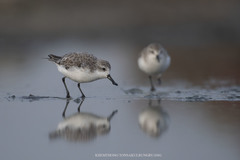 Calidris pygmaea