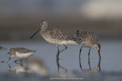 Limnodromus semipalmatus