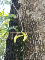 Dendrobium crumenatum