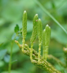 Austrolycopodium fastigiatum